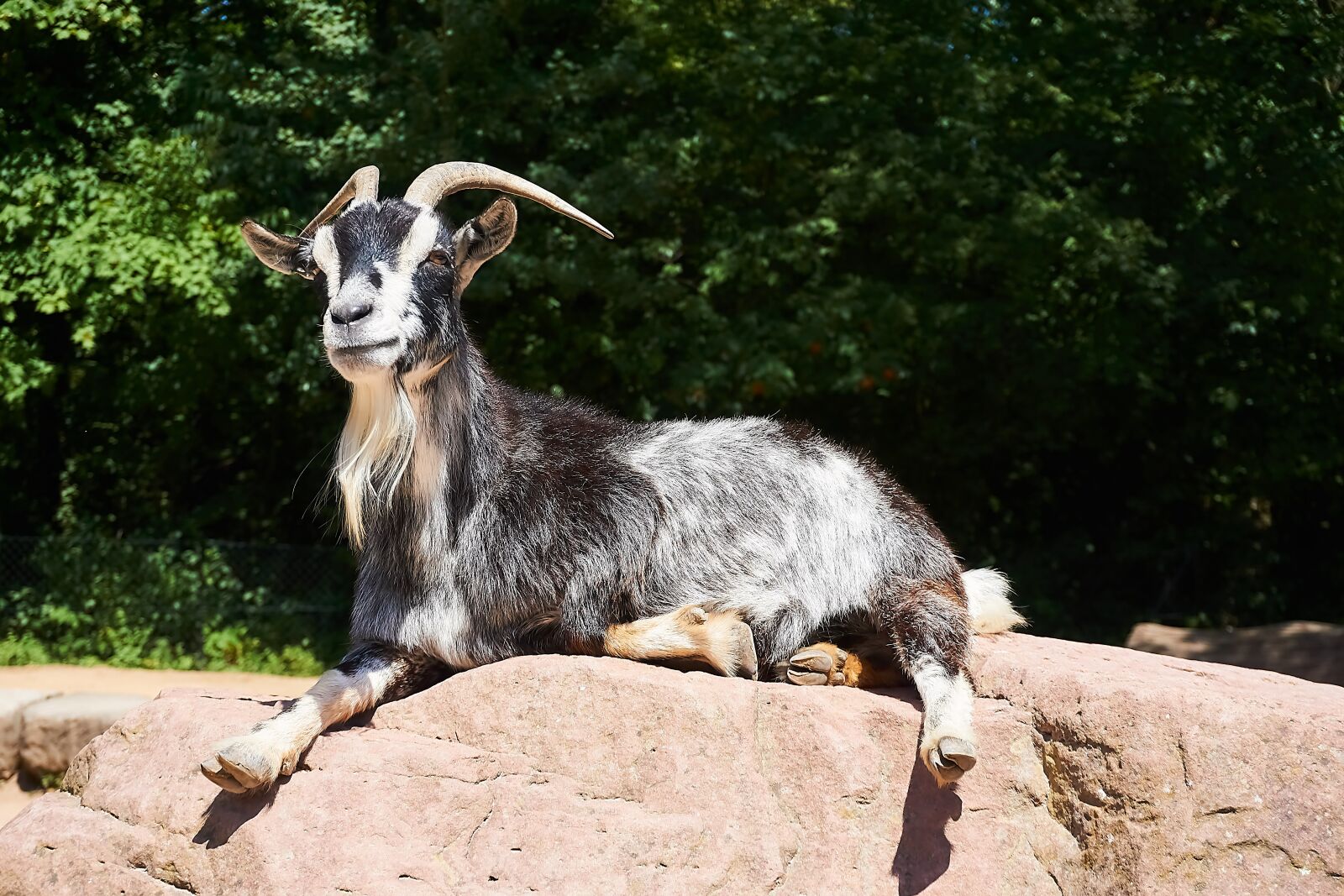Sony a6000 + Sony E PZ 16-50 mm F3.5-5.6 OSS (SELP1650) sample photo. Goat, petting zoo, animal photography
