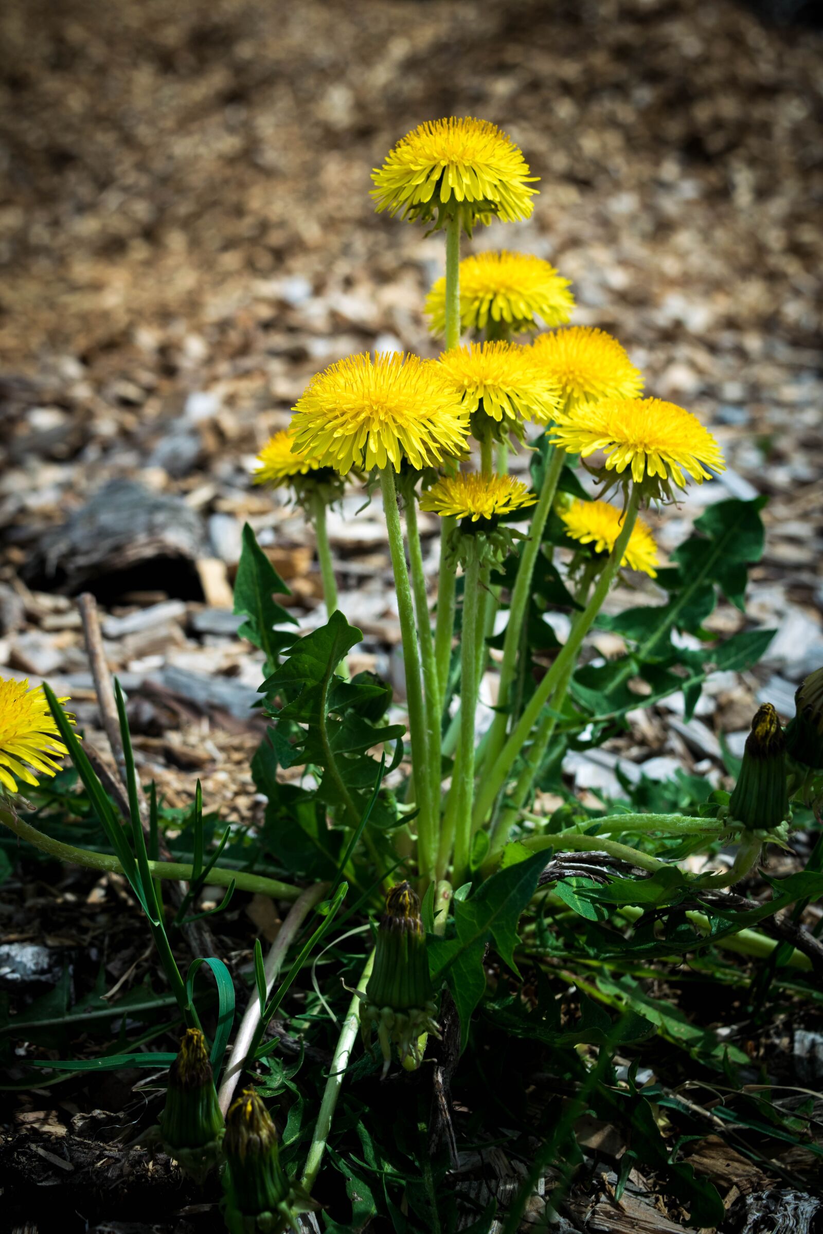 Nikon D5300 sample photo. Nature, plant, flower photography