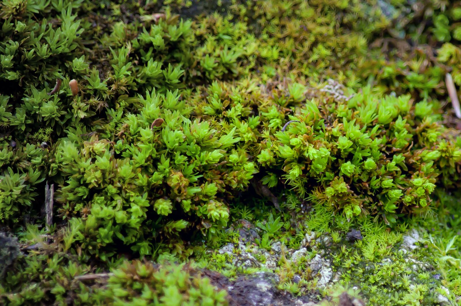 Nikon D90 sample photo. Moss, plant, close up photography