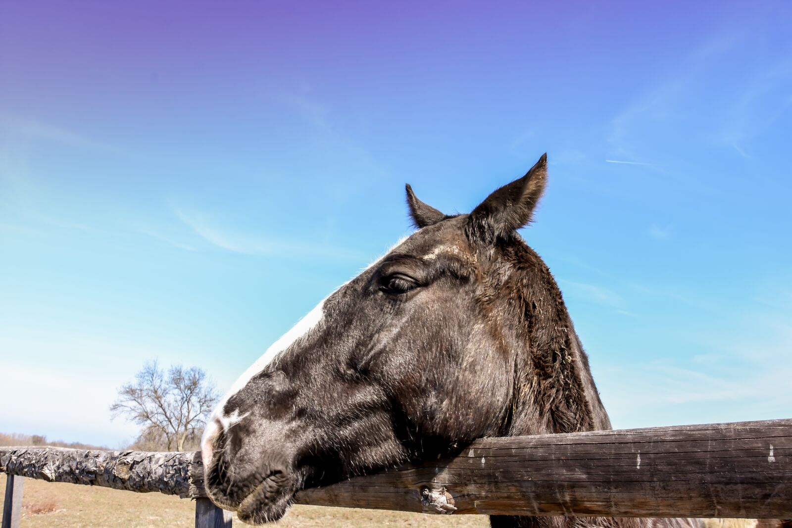 Nikon D7200 sample photo. Wild horse, horses in photography