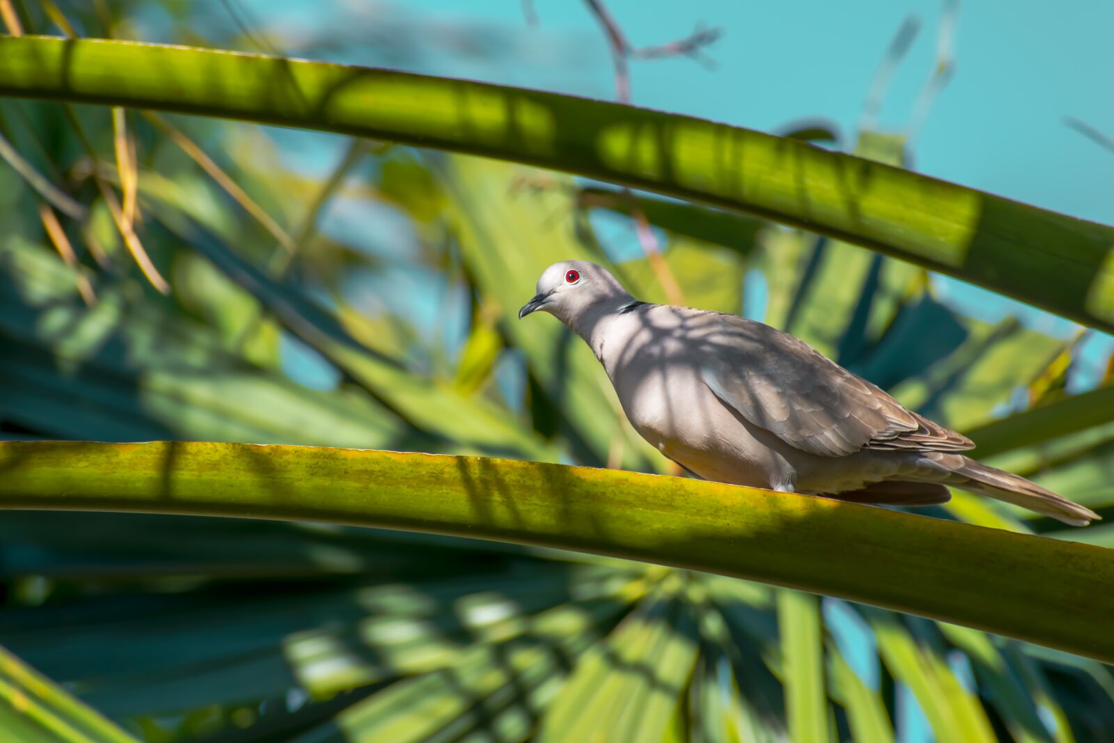 Nikon D3500 sample photo. Pigeon, tree, palm photography
