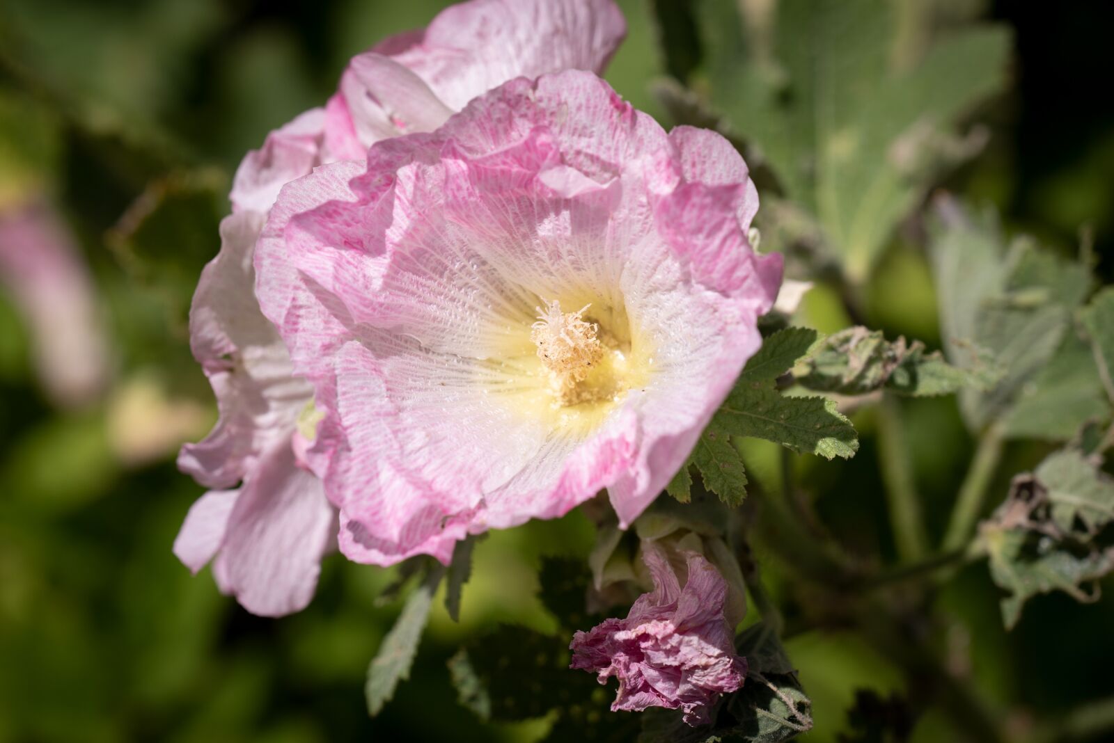 Nikon D750 sample photo. Stock rose, pink, flower photography