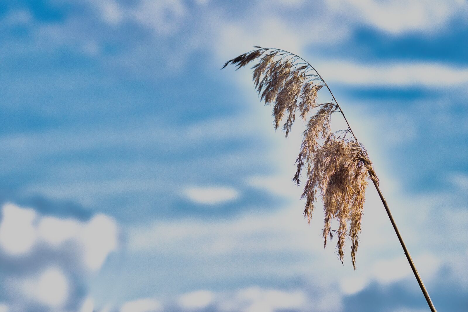 Nikon D3300 sample photo. Reed, moor, water photography