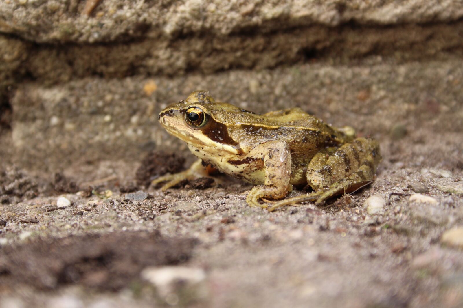 Canon EF-S 18-55mm F3.5-5.6 II sample photo. Frog, nature, green photography