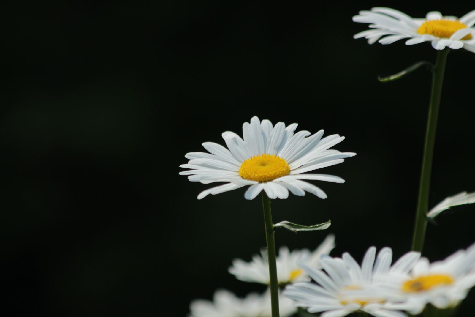 Canon EOS 650D (EOS Rebel T4i / EOS Kiss X6i) sample photo. Chamomile, flowers, white flowers photography