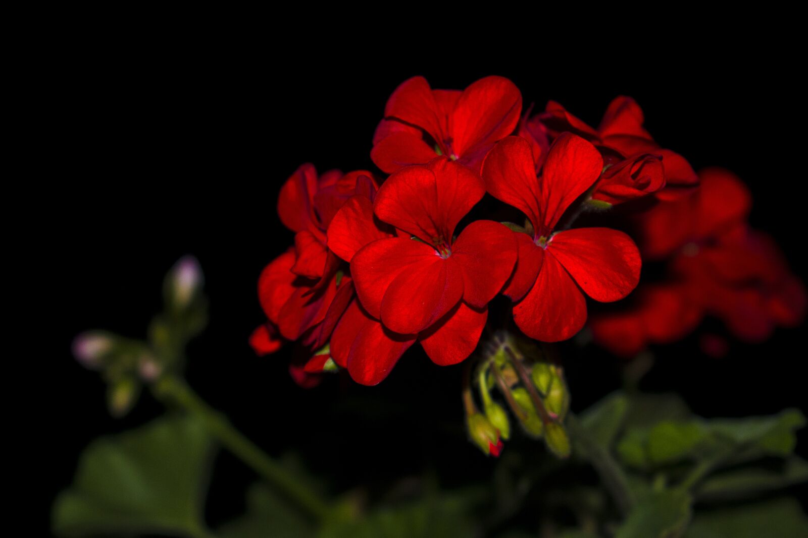 Nikon D3300 sample photo. Flower, red, black photography