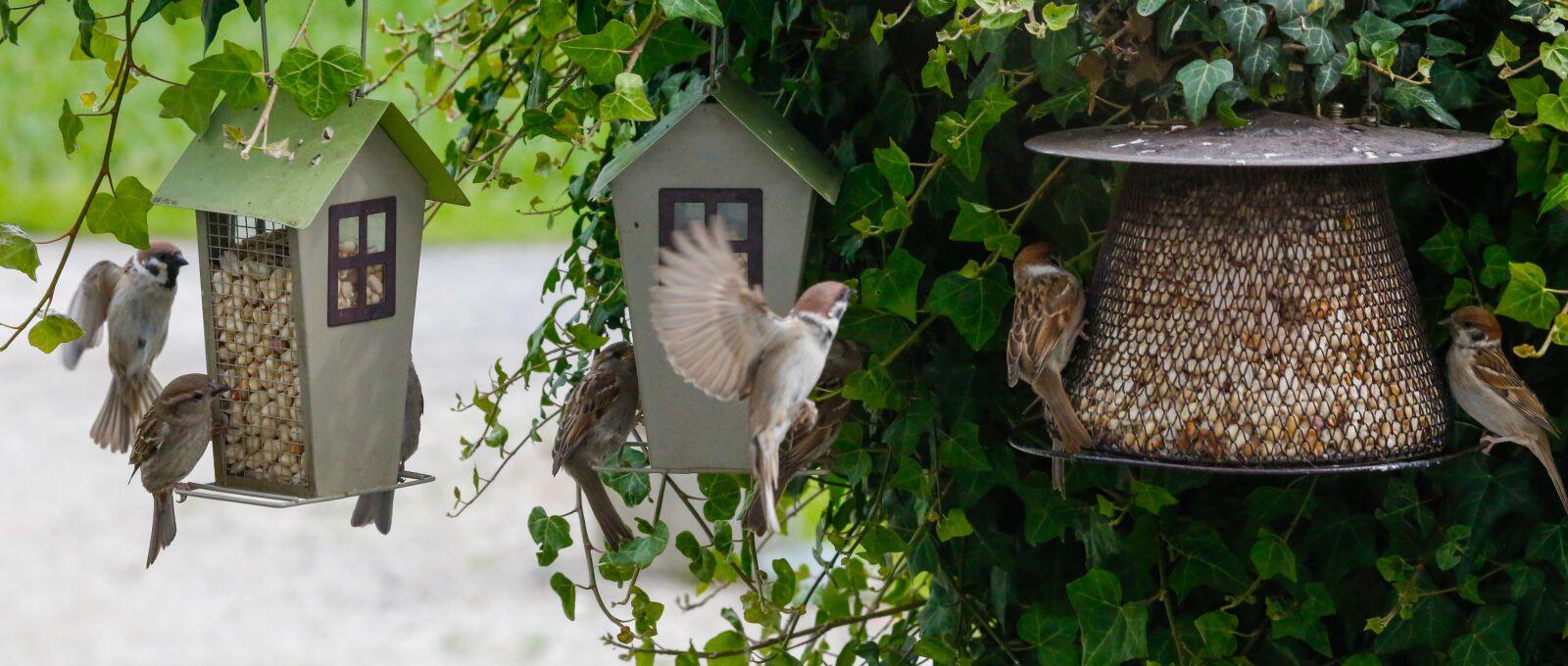 Canon EOS 5D Mark III sample photo. Sparrow, sperling, bird photography