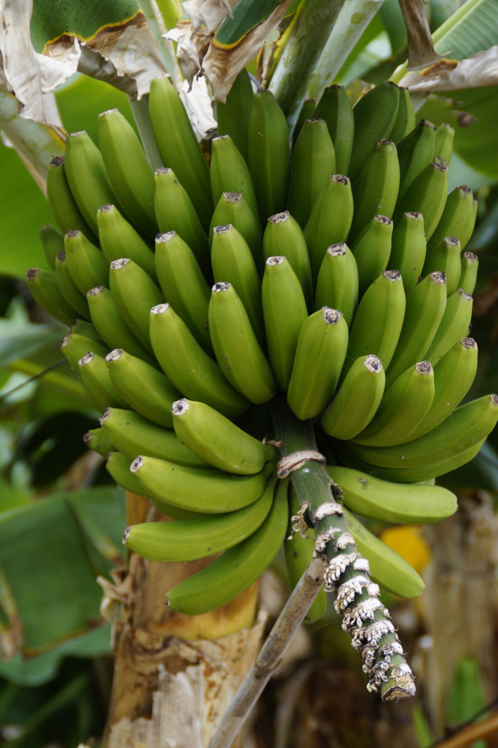 Sony SLT-A58 sample photo. Bananas, banana shrub, banana photography