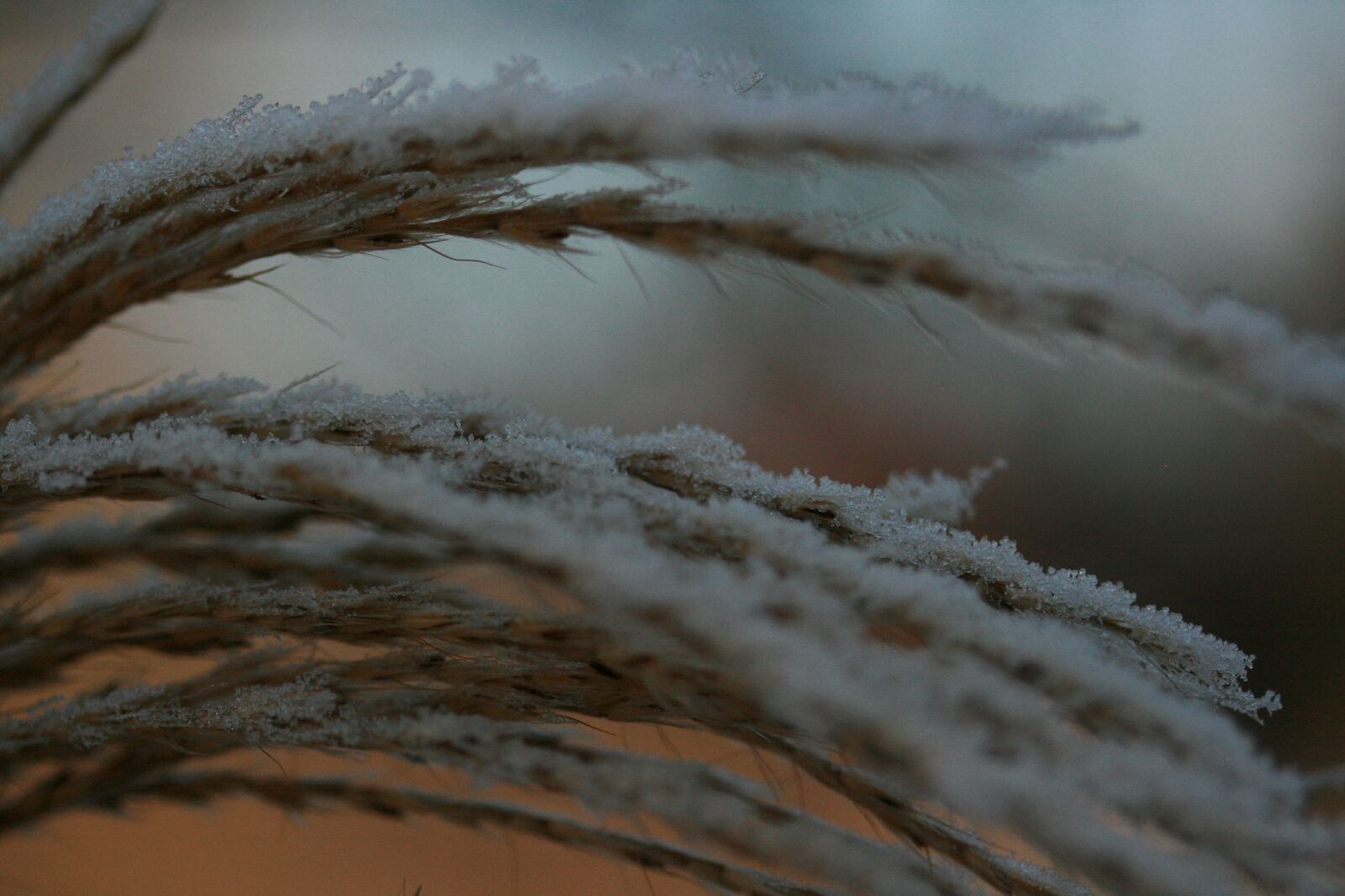 Canon EOS 400D (EOS Digital Rebel XTi / EOS Kiss Digital X) sample photo. Frost, hoarfrost, grass photography