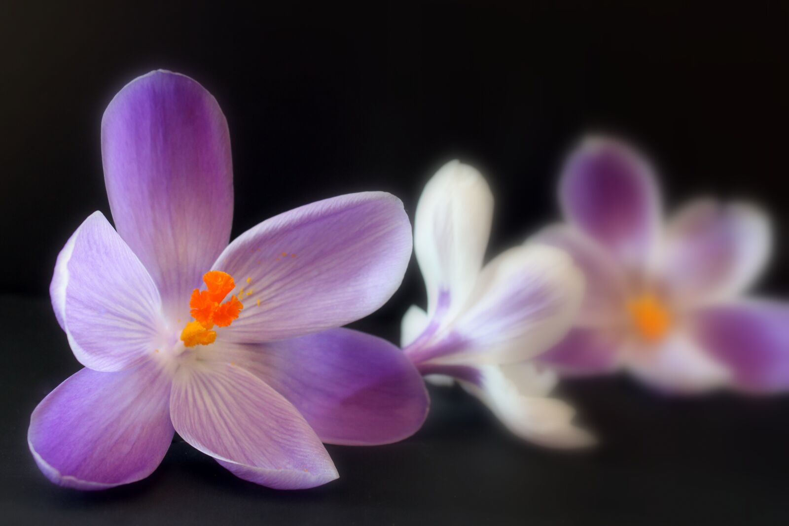 Canon EOS 1300D (EOS Rebel T6 / EOS Kiss X80) sample photo. Crocus, purple, spring photography