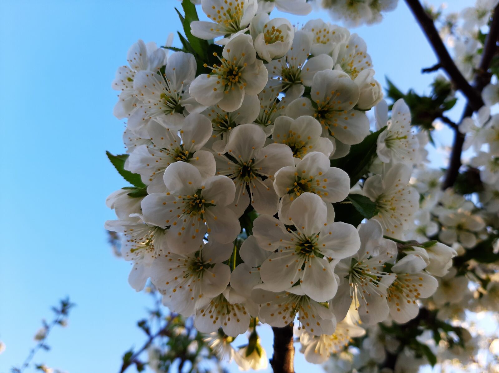 Samsung Galaxy A50 sample photo. Spring, nature, flowers photography