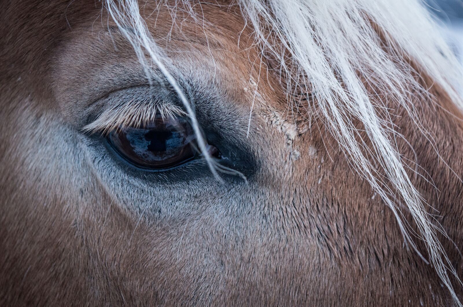 Nikon D3200 sample photo. Horse, eye, animal photography
