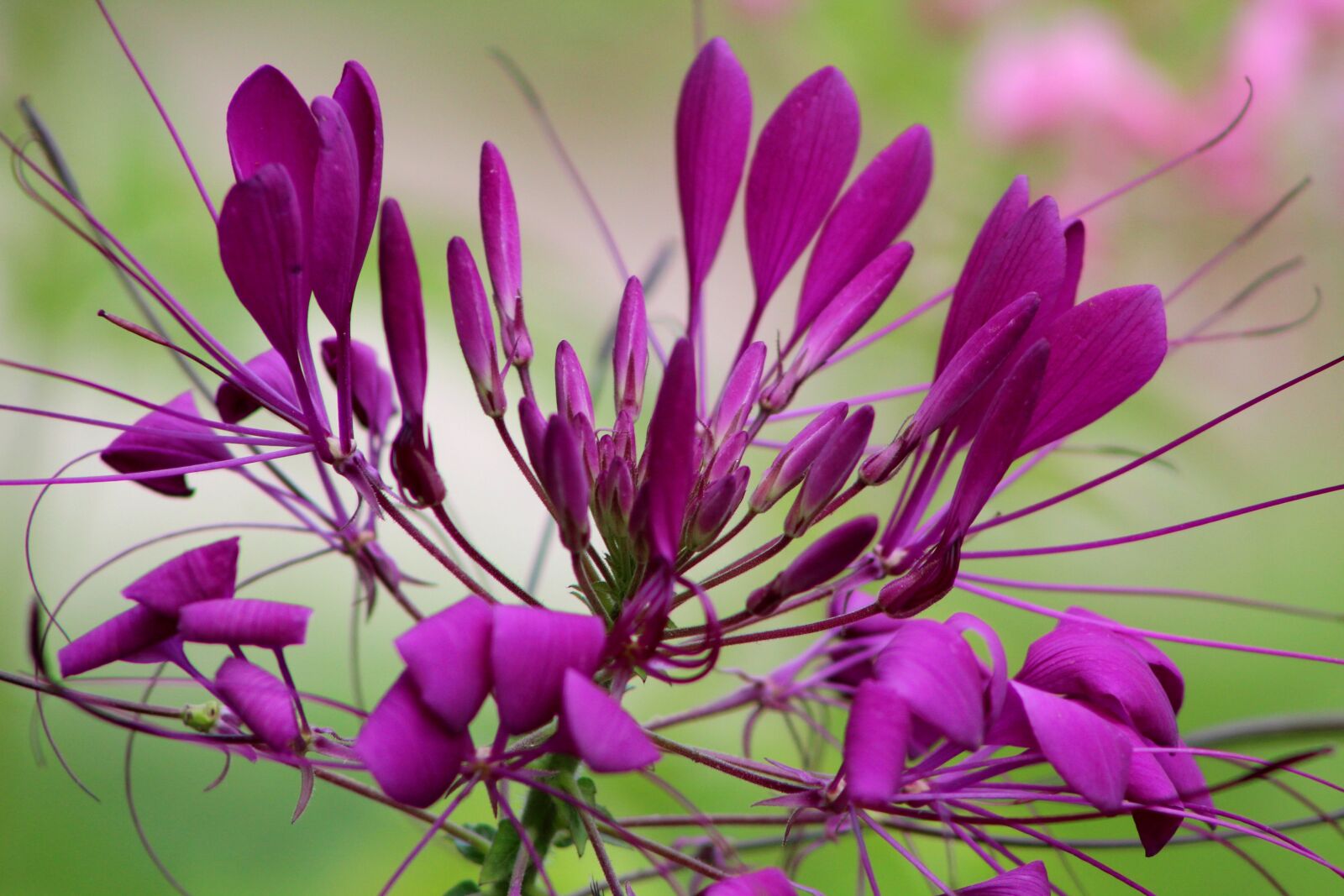 Canon EOS 600D (Rebel EOS T3i / EOS Kiss X5) sample photo. Cleome, kattensnor, flower photography