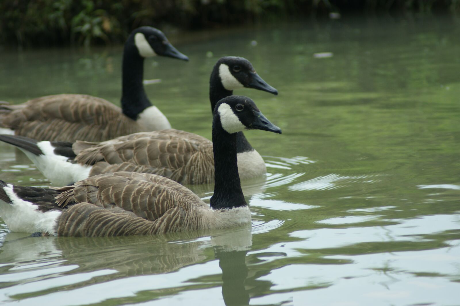 Sony Alpha DSLR-A350 sample photo. Geese, canadian, bird photography