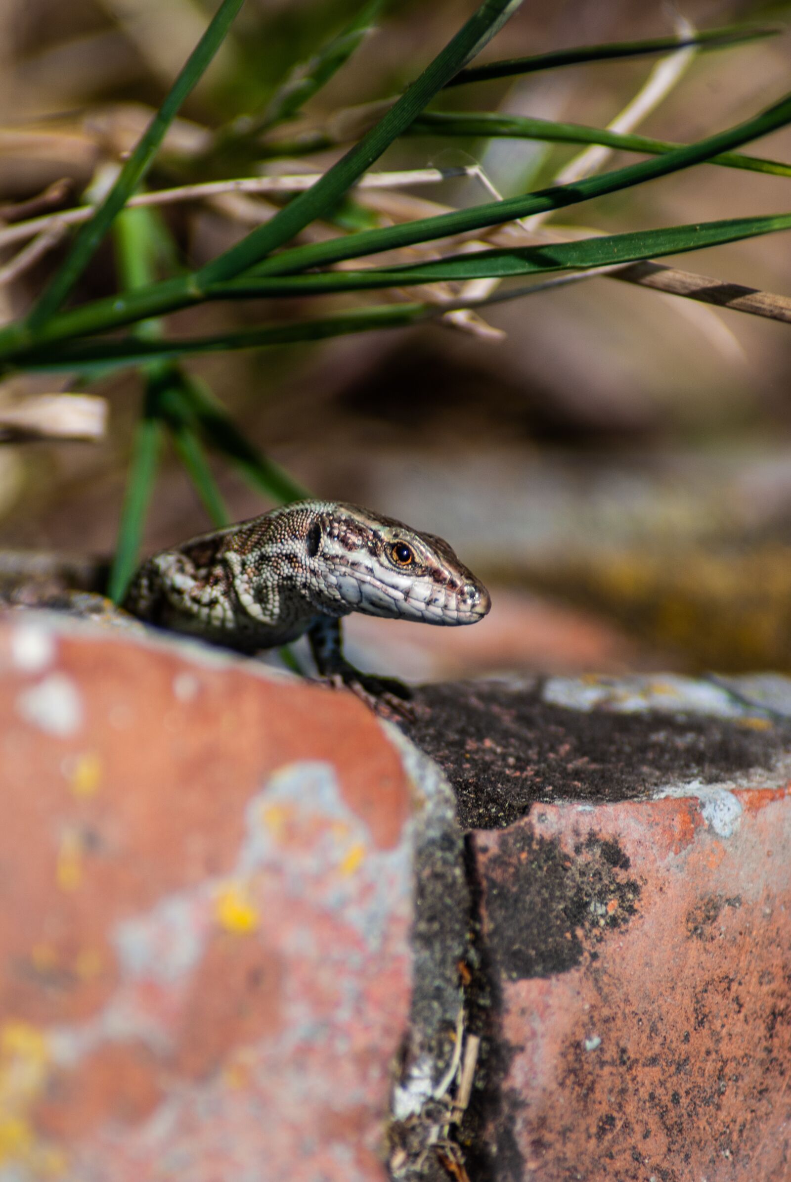 Nikon D60 sample photo. Lizard, reptile, animal photography