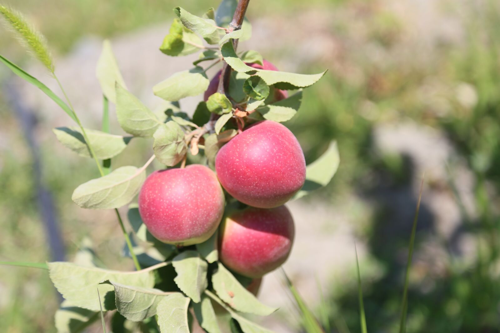 Canon EOS 6D + Canon EF 24-105mm F4L IS USM sample photo. Erzincan, grape, apple photography