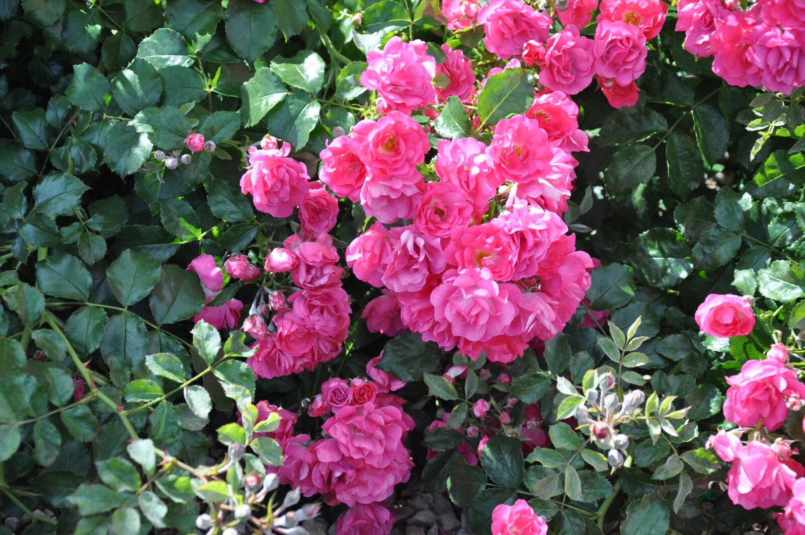 Nikon D90 sample photo. Roses, flowers, nature photography