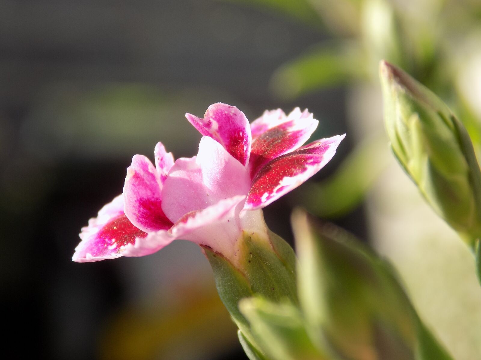 Nikon COOLPIX L340 sample photo. Blossom, bloom, summer photography