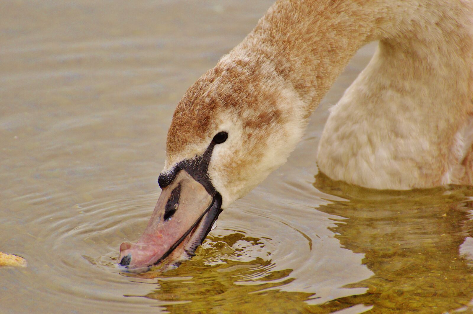 Nikon D3200 sample photo. Swan, water bird, animal photography