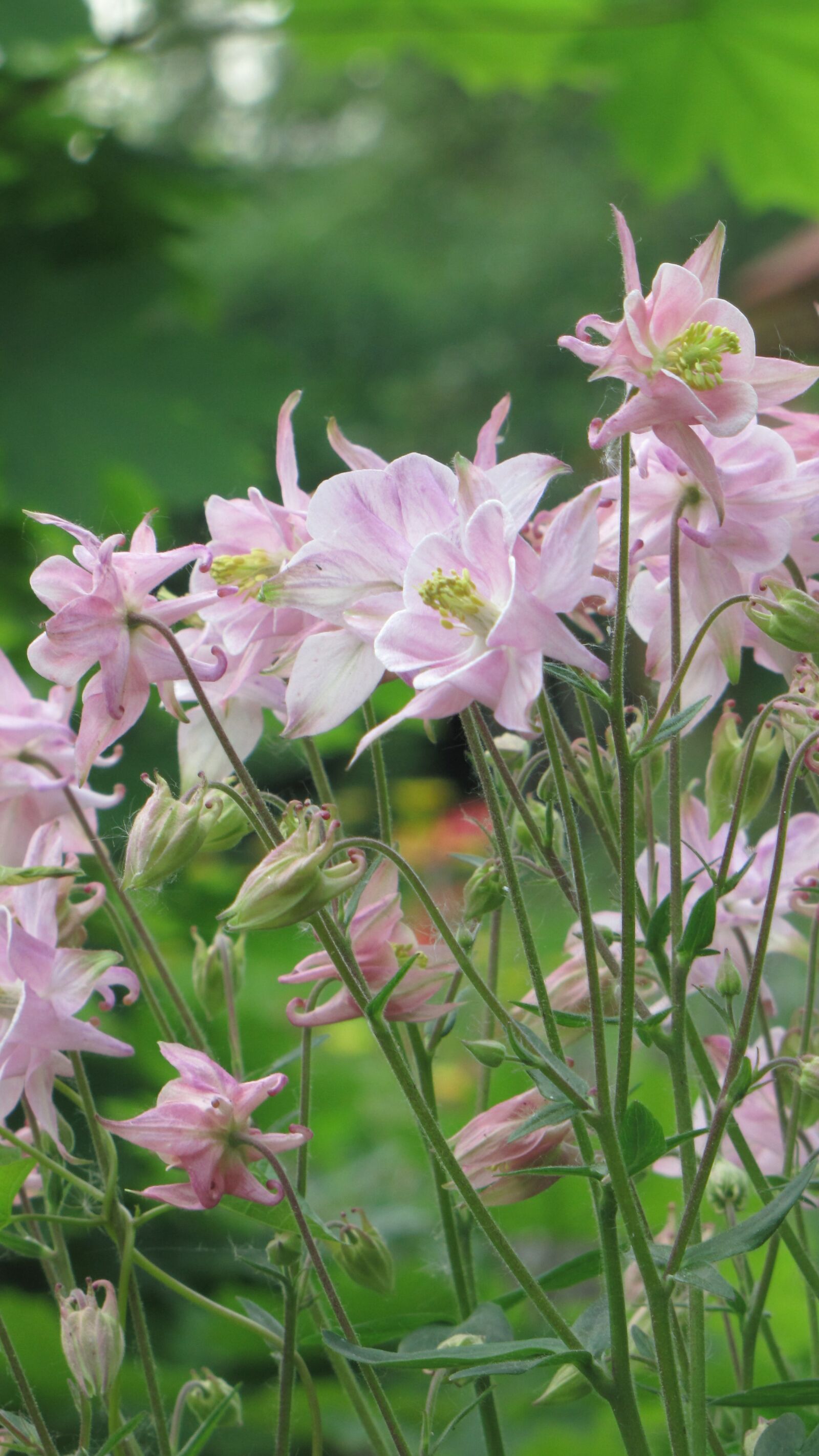 Canon PowerShot SX1 IS sample photo. Spring, flowers, pink photography