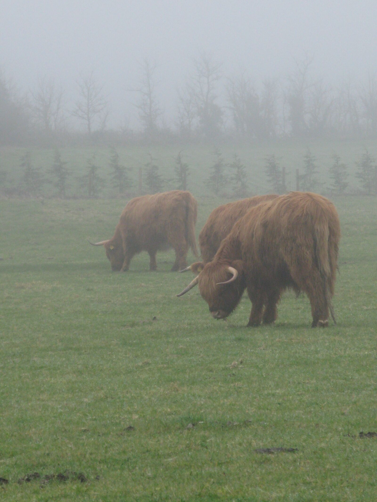 Canon POWERSHOT G9 sample photo. Highland cows, mist, winter photography