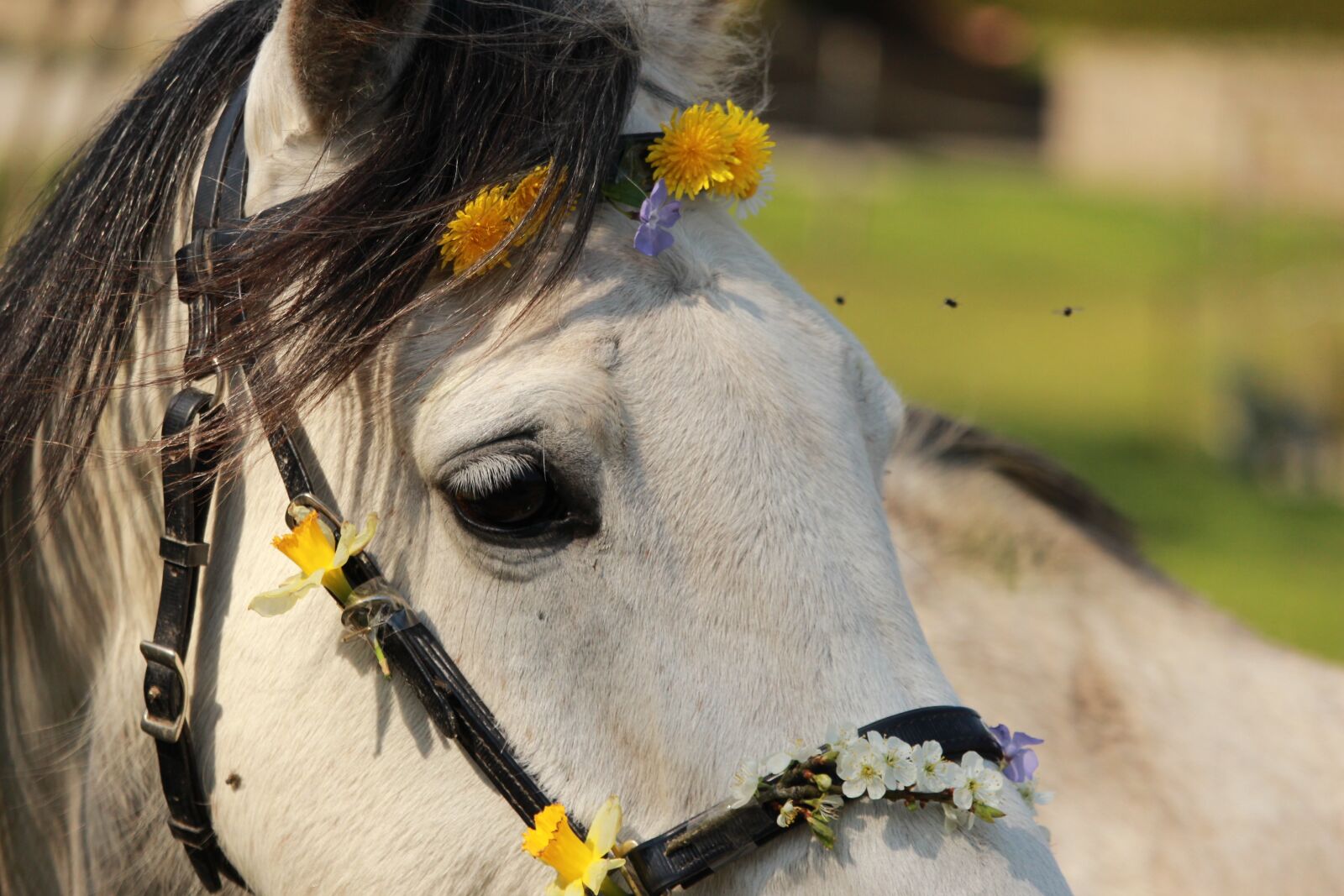 Canon EF-S 55-250mm F4-5.6 IS STM sample photo. Horse, horses, arabian horse photography