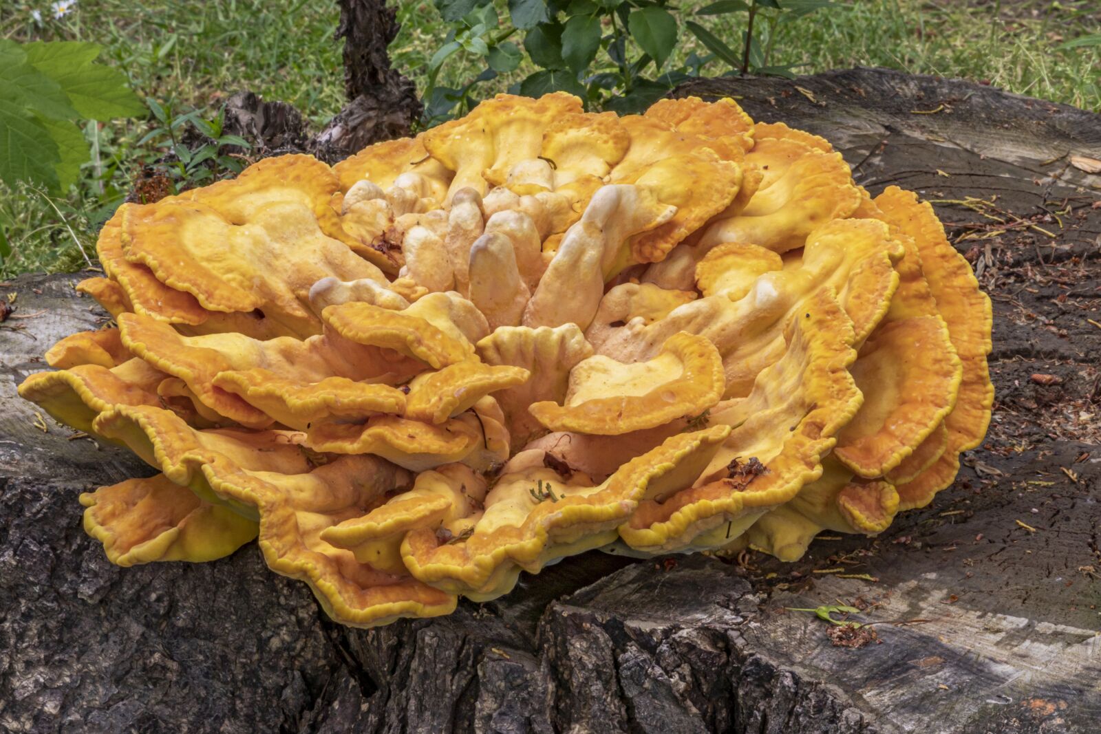 Canon EOS 80D sample photo. Nature, tree, mushroom photography