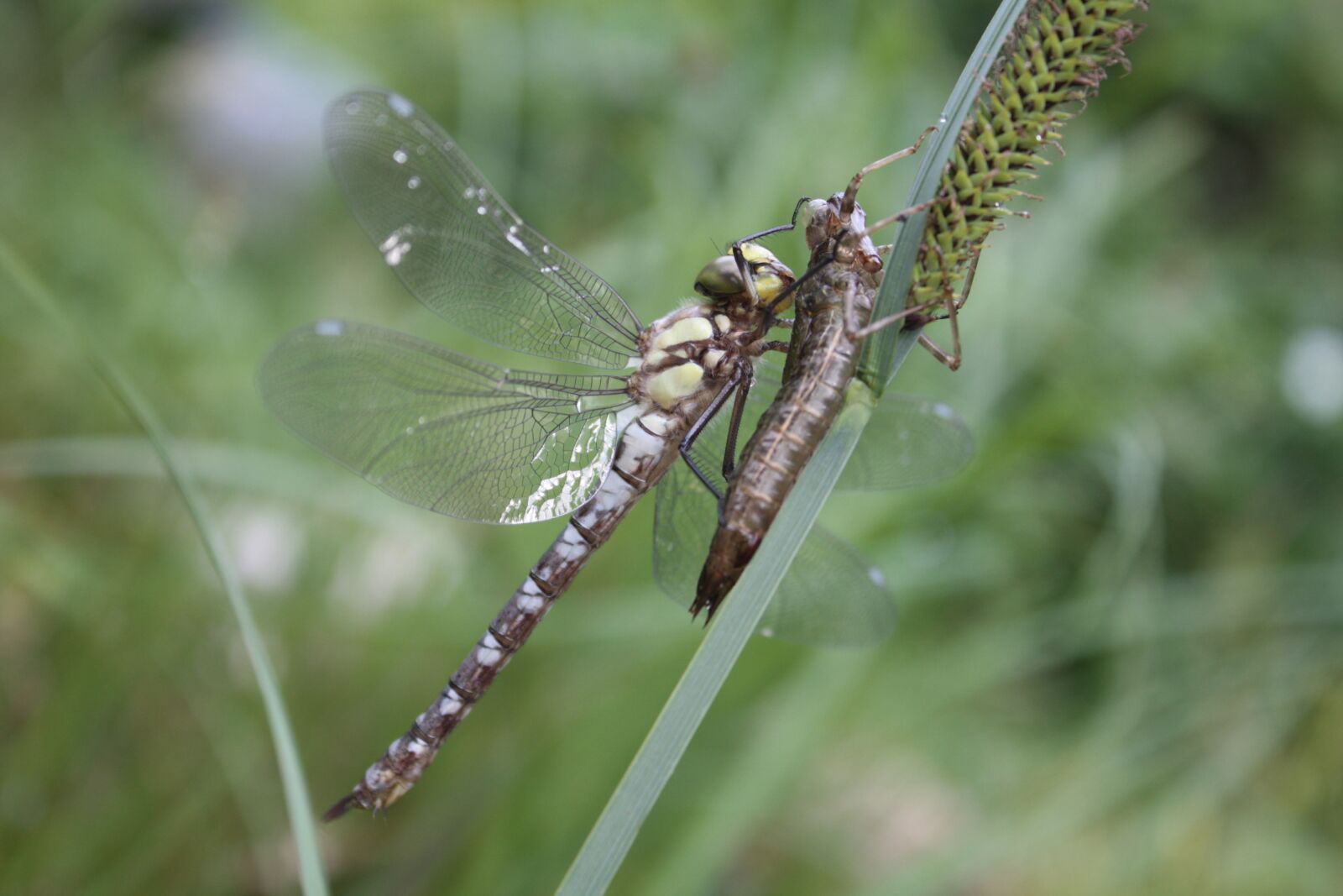 Canon EOS 450D (EOS Rebel XSi / EOS Kiss X2) sample photo. Dragonfly, insect, dragonflies photography
