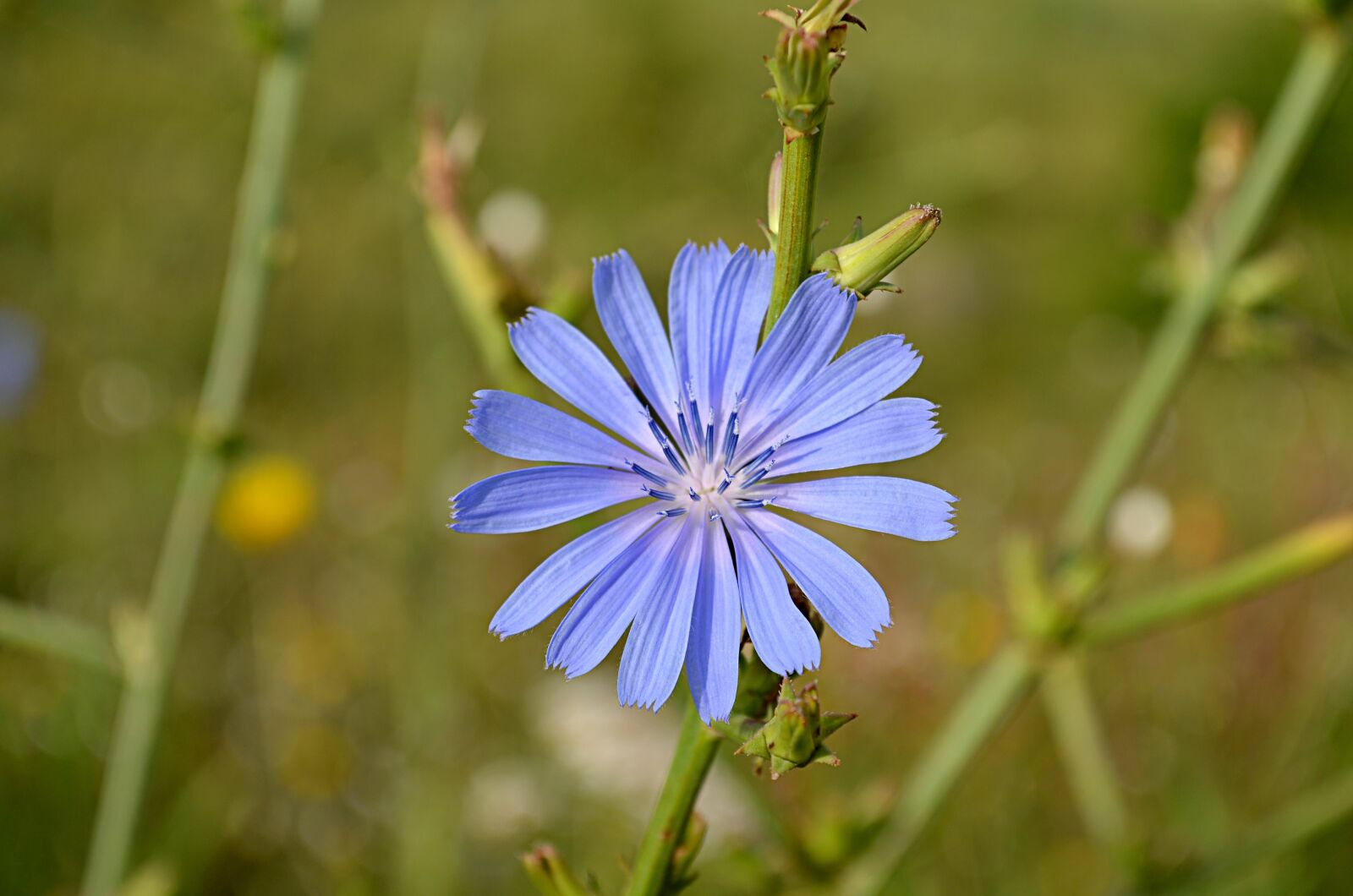Nikon D5100 sample photo. Flower, bee, babu photography