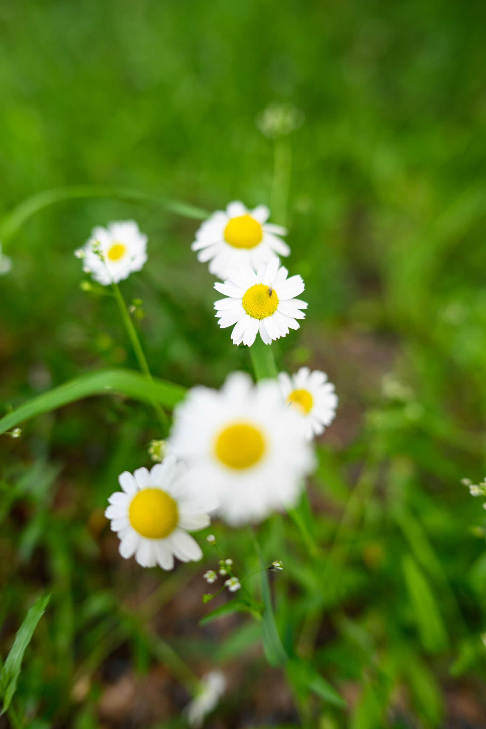 Nikon Nikkor Z 35mm F1.4 sample photo. Flower bokeh photography