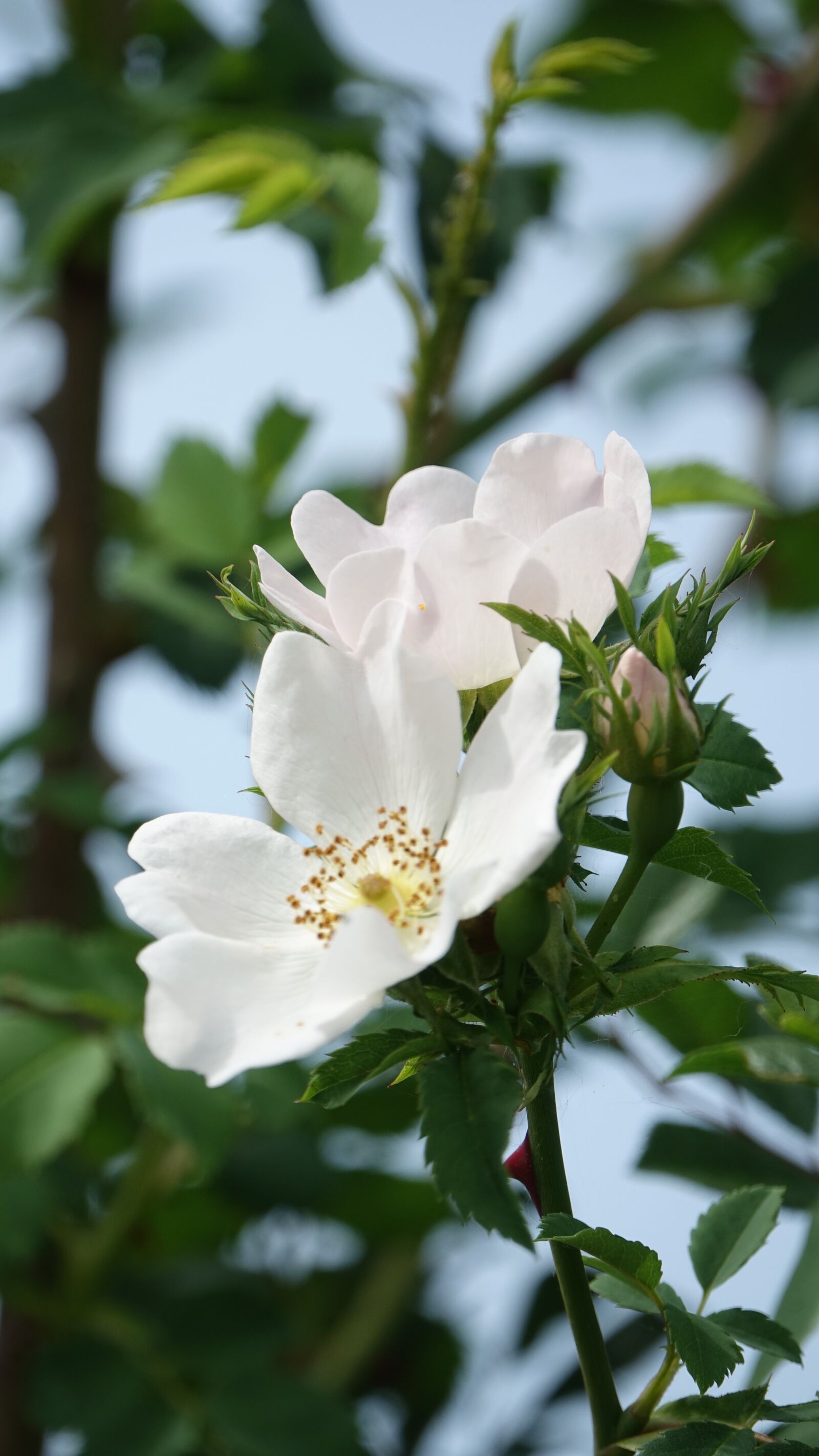 Sony Cyber-shot DSC-RX10 III sample photo. Wild rose, field, nature photography