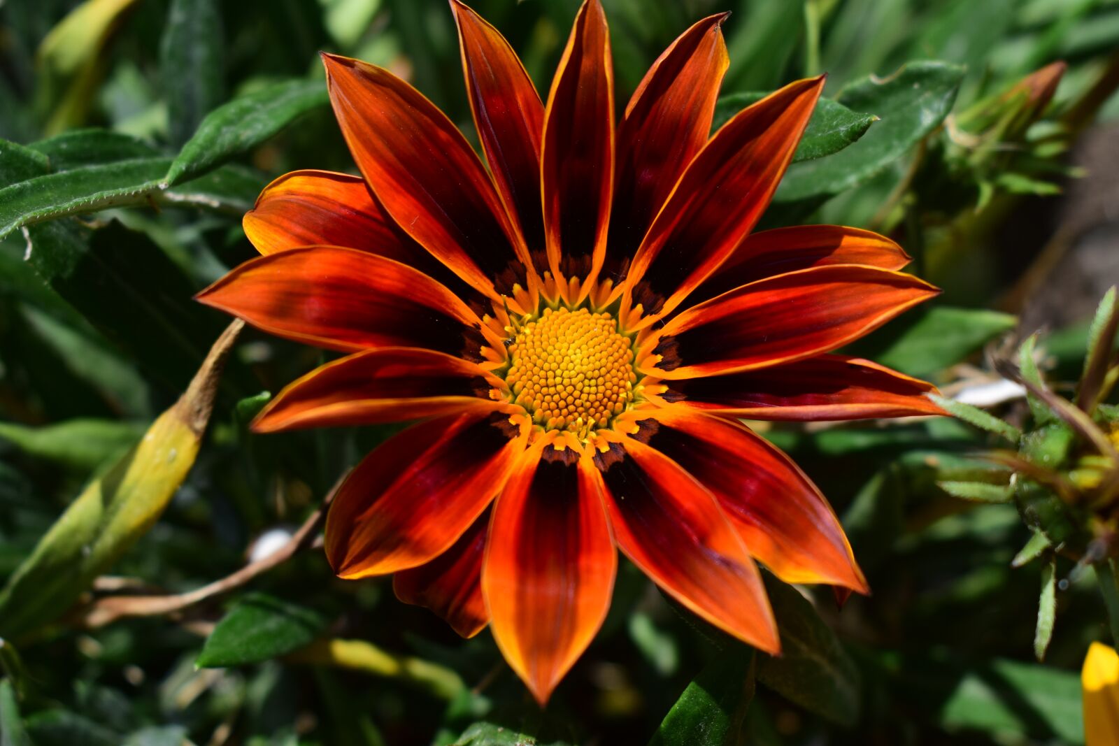 Nikon D3400 sample photo. Nature, plant, flower photography