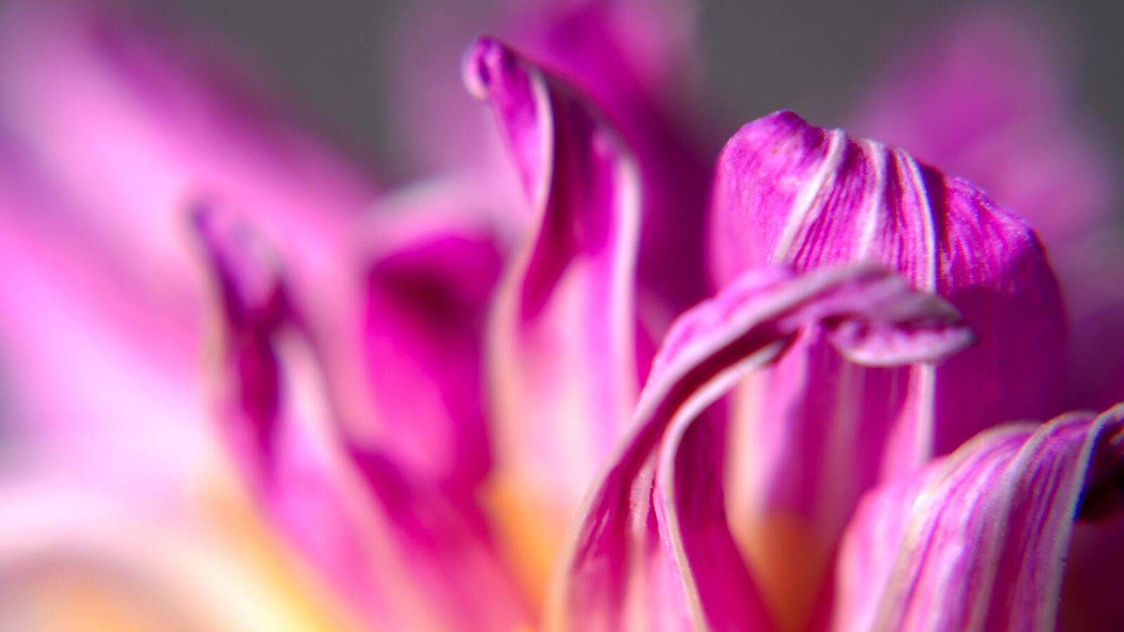 Sony a6400 + E 50mm F1.8 OSS sample photo. Dahlia, blossom, bloom photography