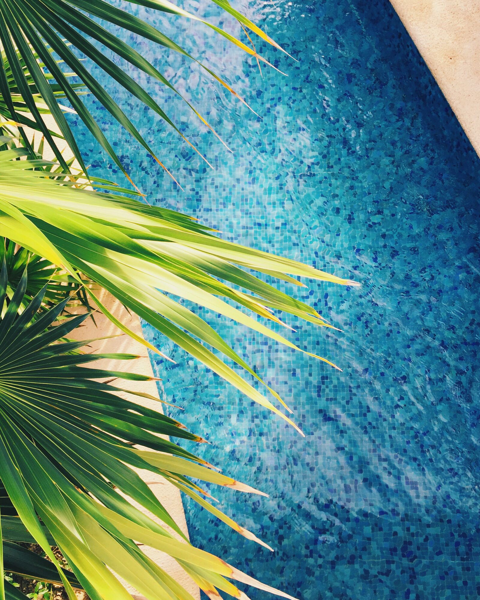 Apple iPhone 6 sample photo. Beach, bright, exotic, flora photography
