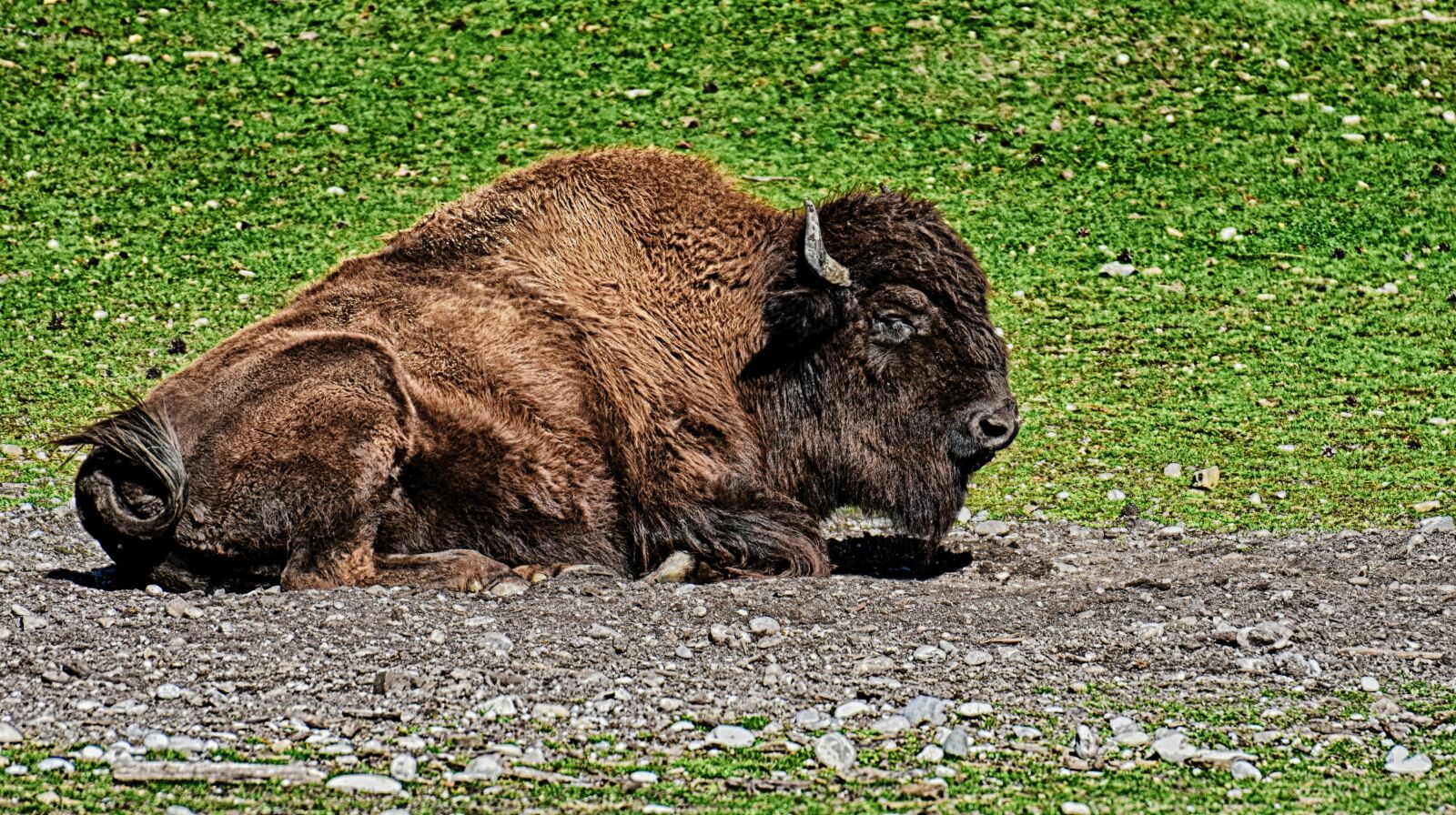 Nikon D7200 sample photo. Bison, wild animal, animal photography
