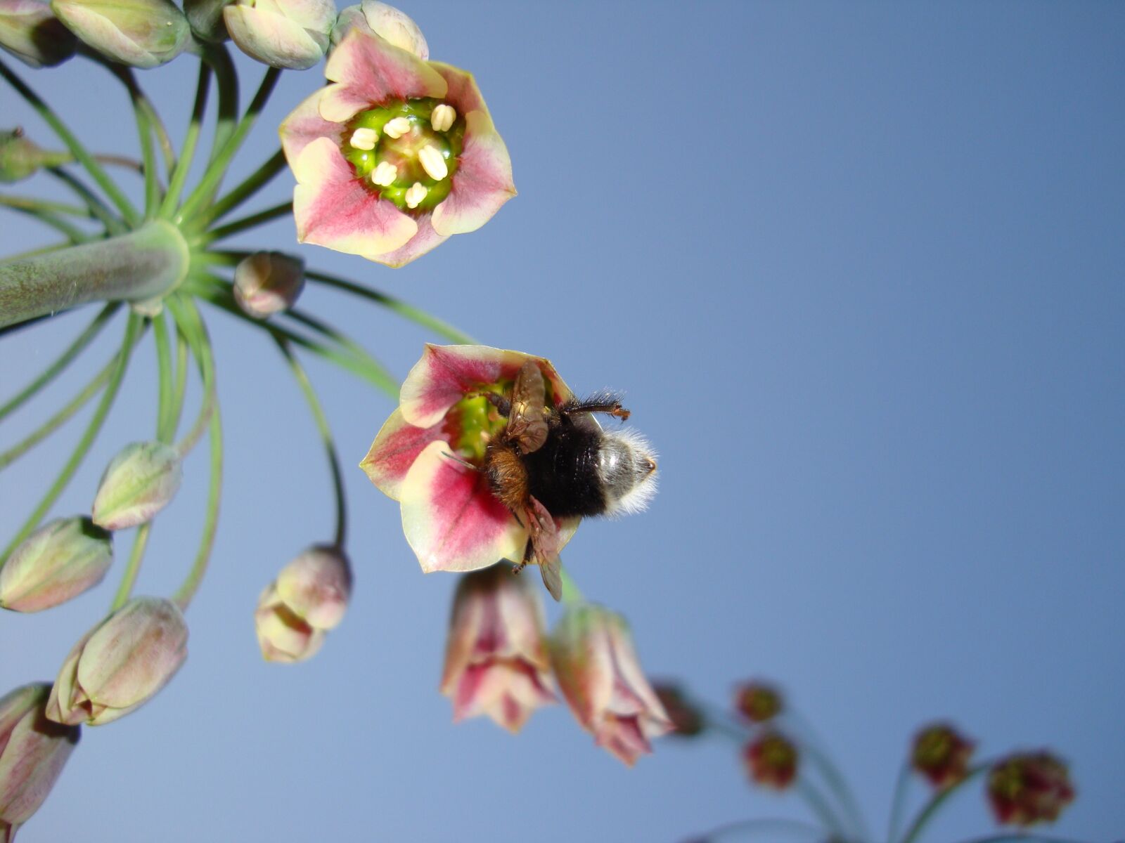 Sony Cyber-shot DSC-W300 sample photo. Bumblebee, flower, sky photography