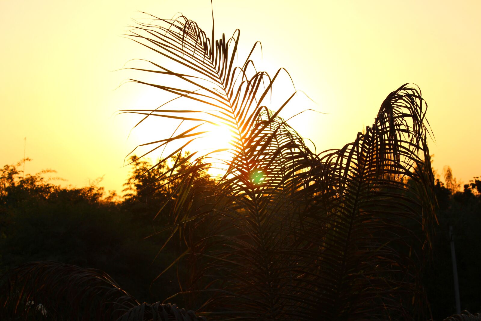 Canon EOS 700D (EOS Rebel T5i / EOS Kiss X7i) sample photo. Nature, trees, sunset photography