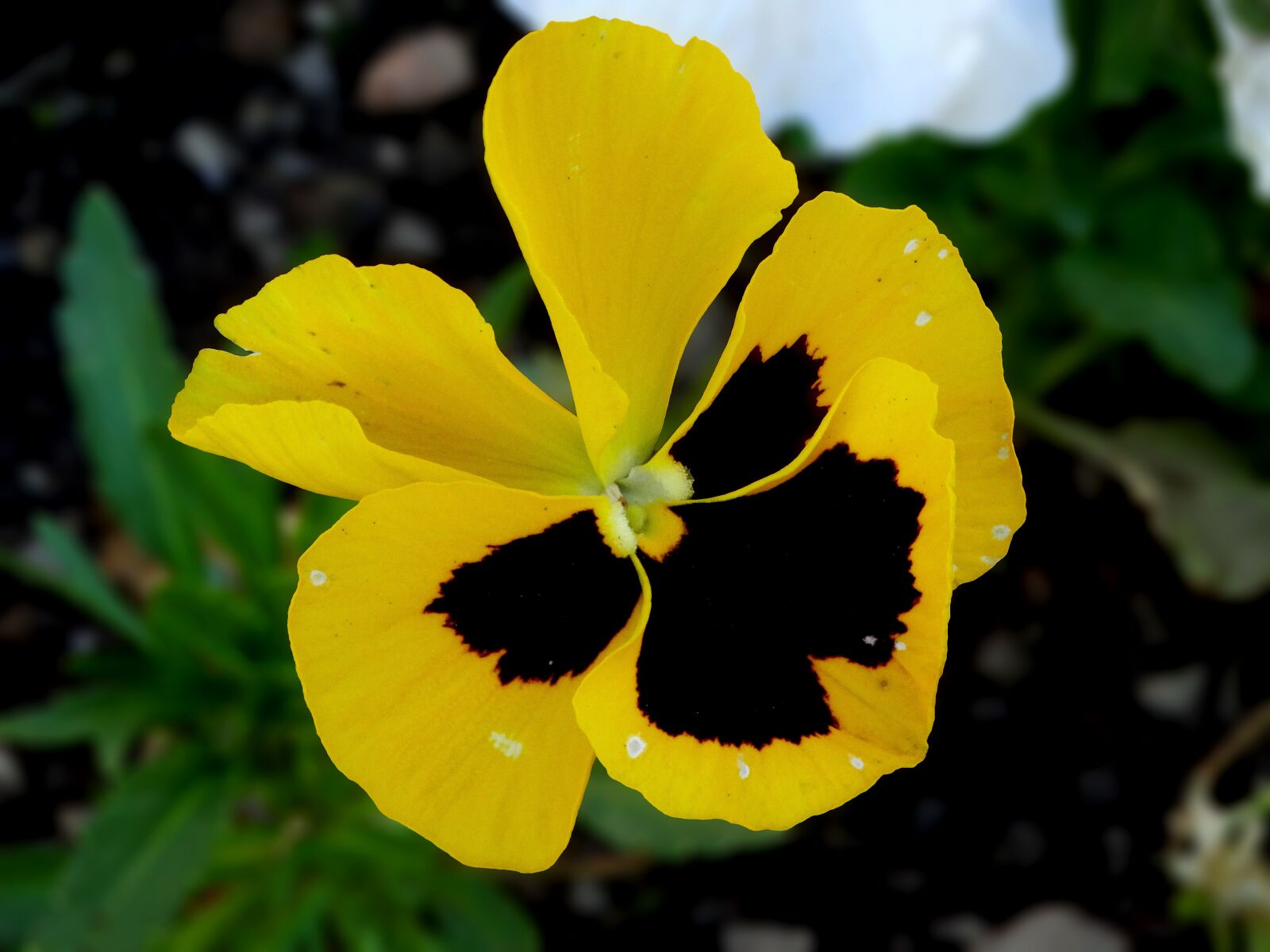 Sony Cyber-shot DSC-HX300 sample photo. Flower, pansy, spring photography