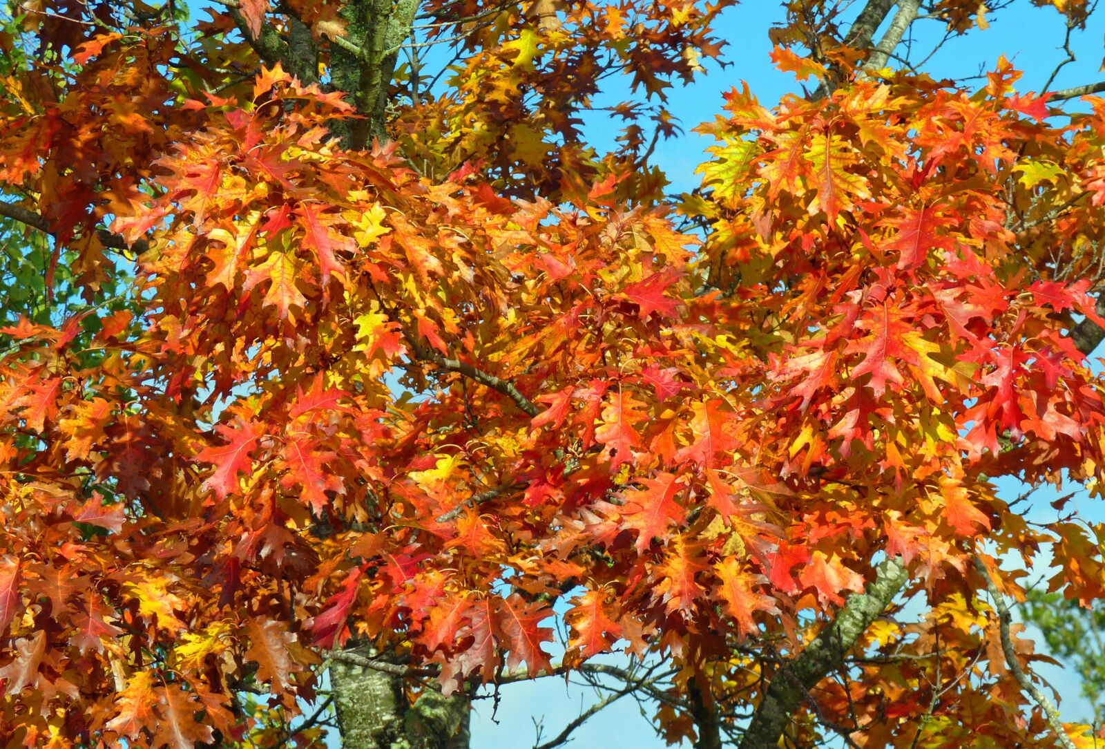Panasonic Lumix DMC-FZ35 (Lumix DMC-FZ38) sample photo. Fall, colors, autumn leaves photography