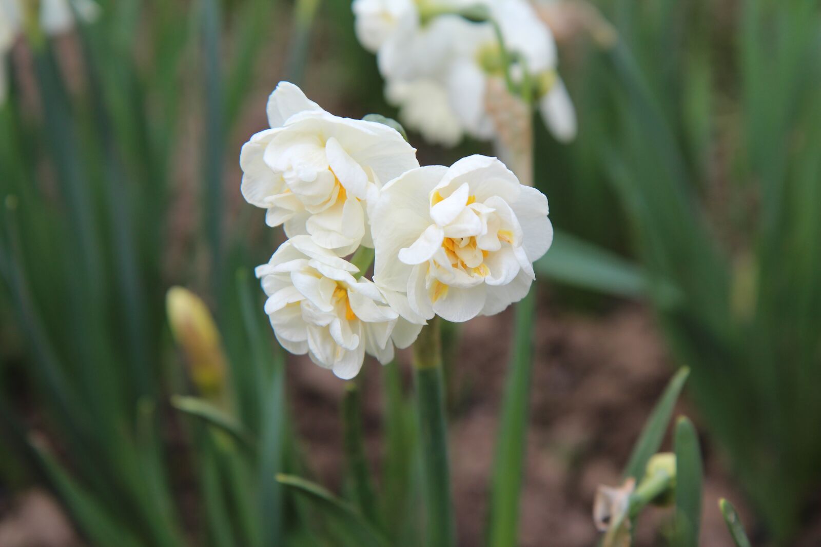 Canon EOS 600D (Rebel EOS T3i / EOS Kiss X5) sample photo. Narcissus, narcissus white, narcissus photography