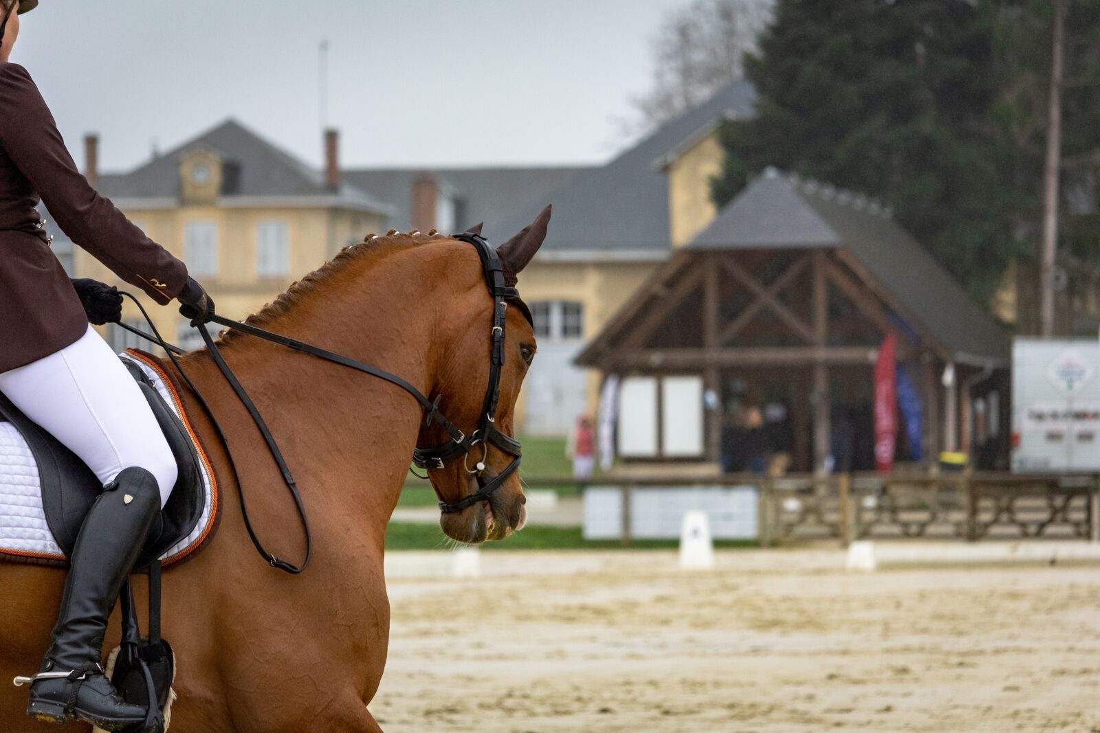 Canon EF-S 55-250mm F4-5.6 IS STM sample photo. Horses, horse, nature photography