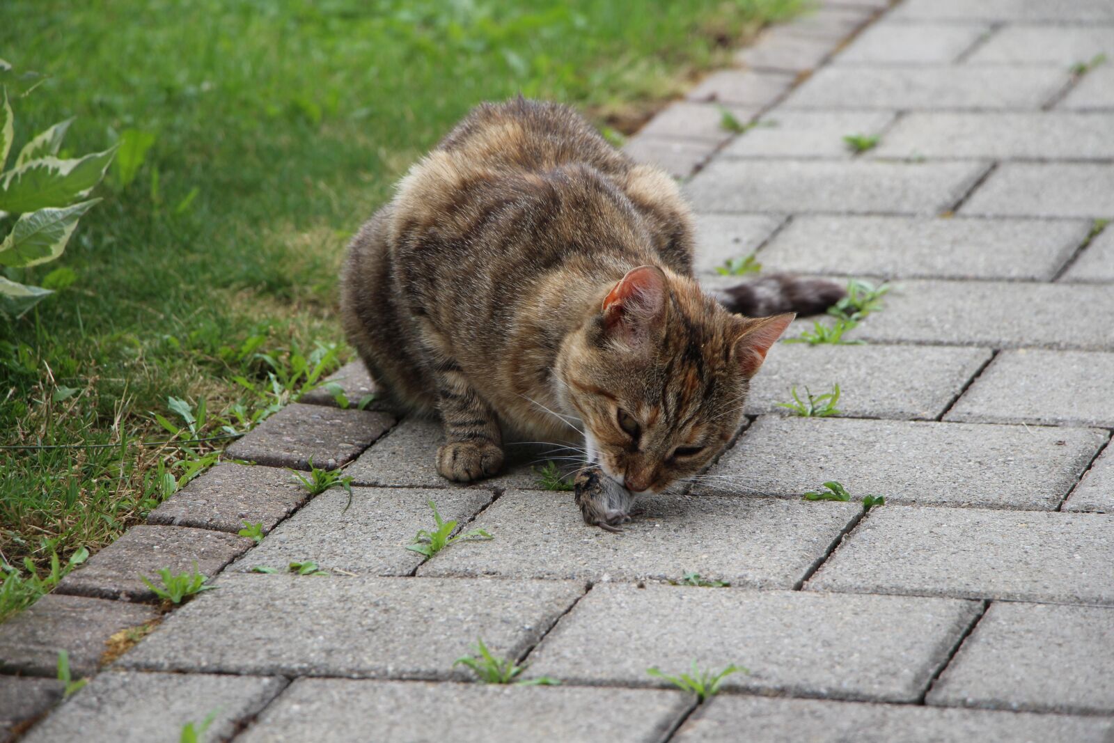 Canon EF-S 18-135mm F3.5-5.6 IS STM sample photo. Cat, animal, mouse photography