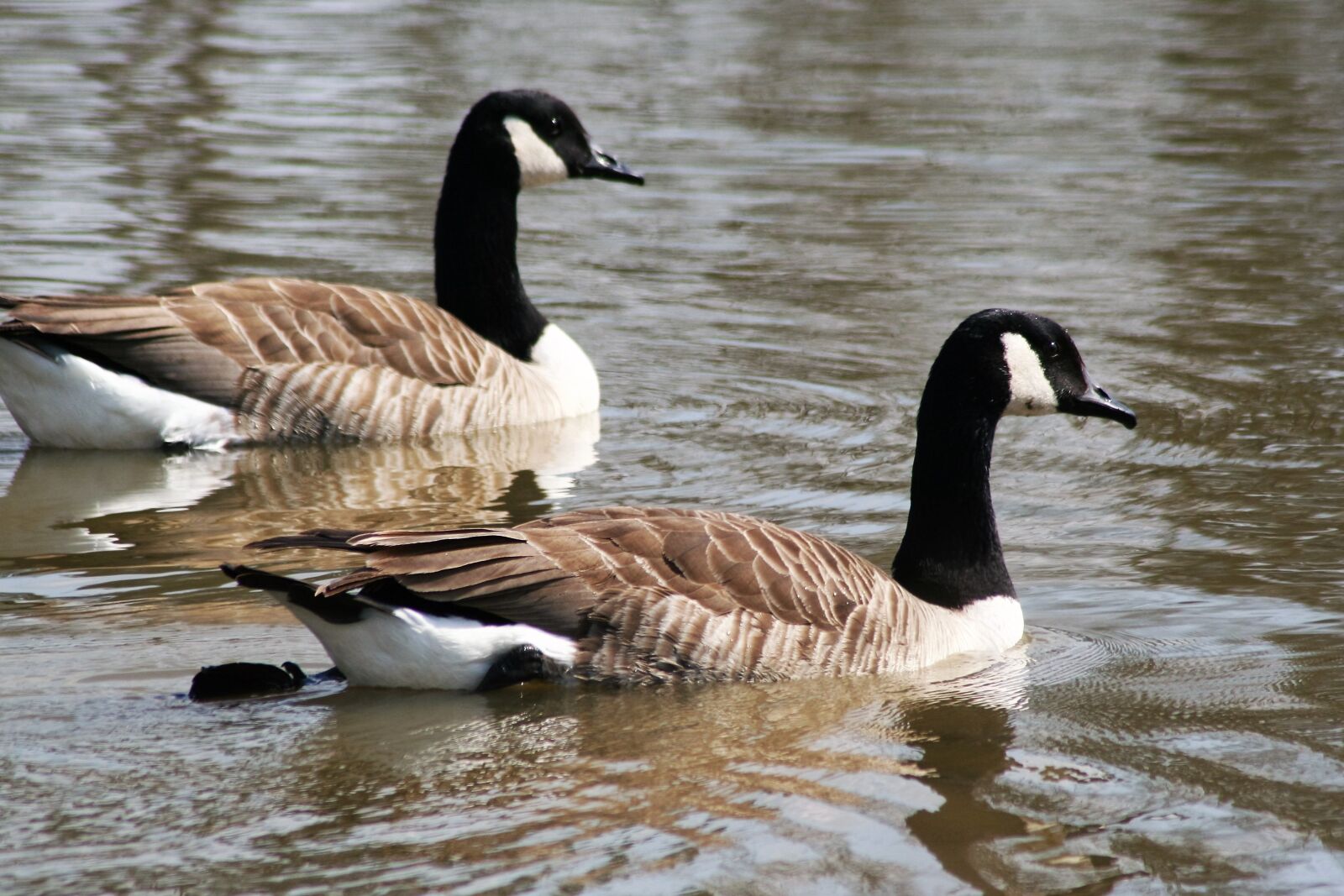 Canon EOS 350D (EOS Digital Rebel XT / EOS Kiss Digital N) sample photo. Geese, bird, water photography