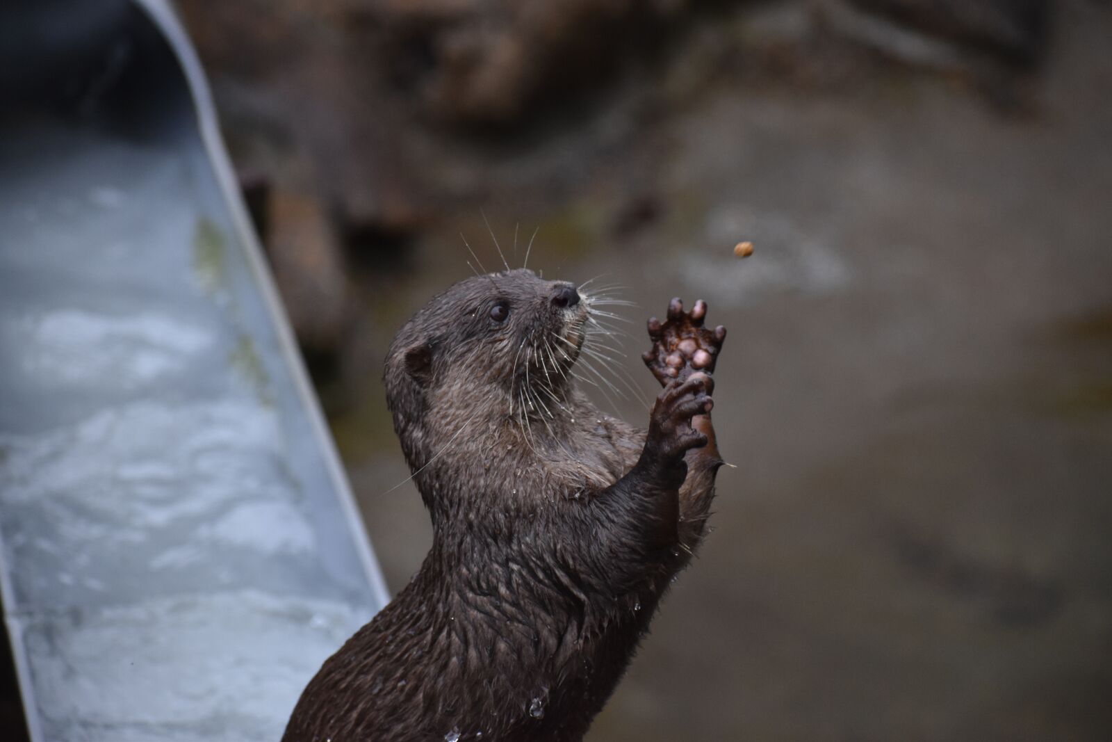 Nikon D5600 sample photo. Animal, zoo, gray photography