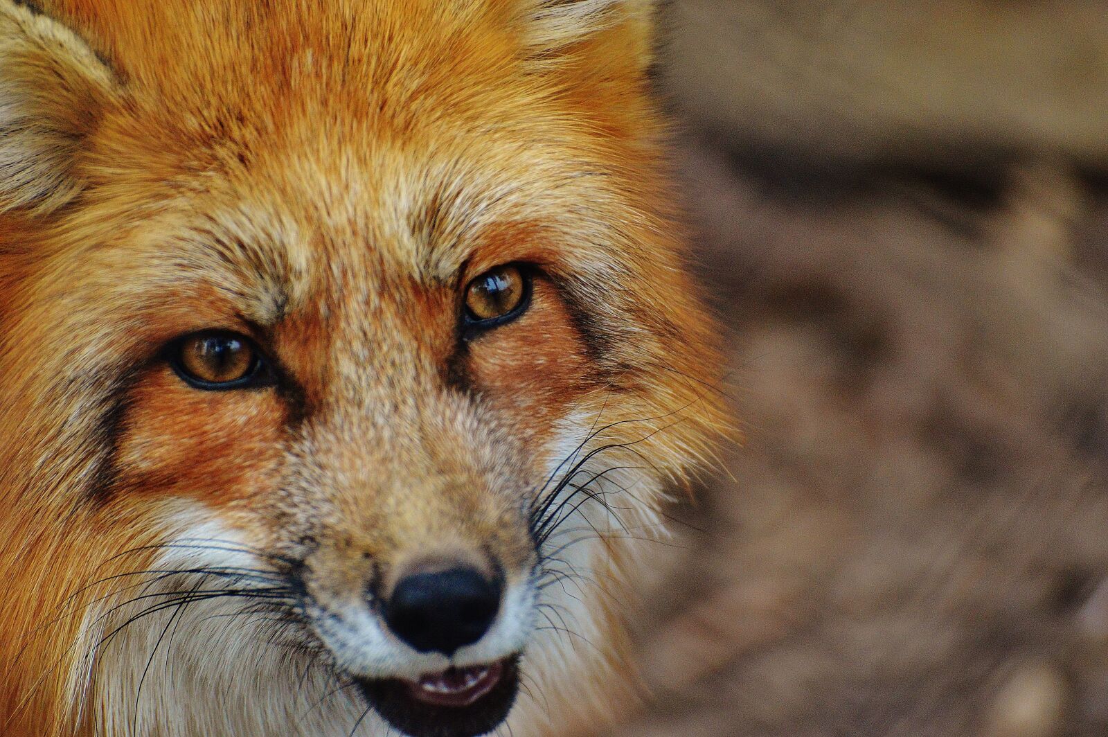 Nikon D3200 sample photo. Fuchs, wildpark poing, animal photography