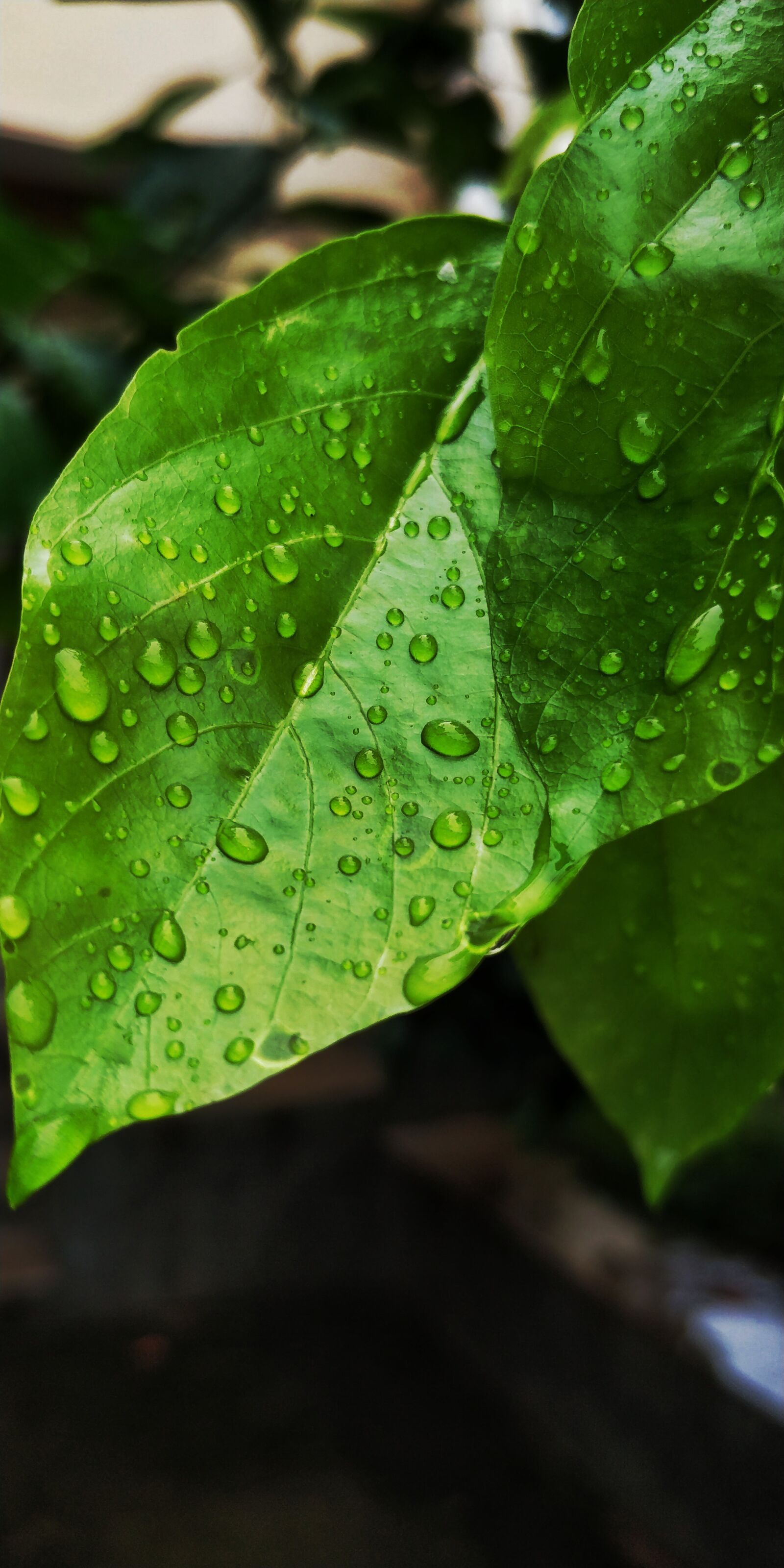 OnePlus 5T sample photo. Rain, leaf, green photography
