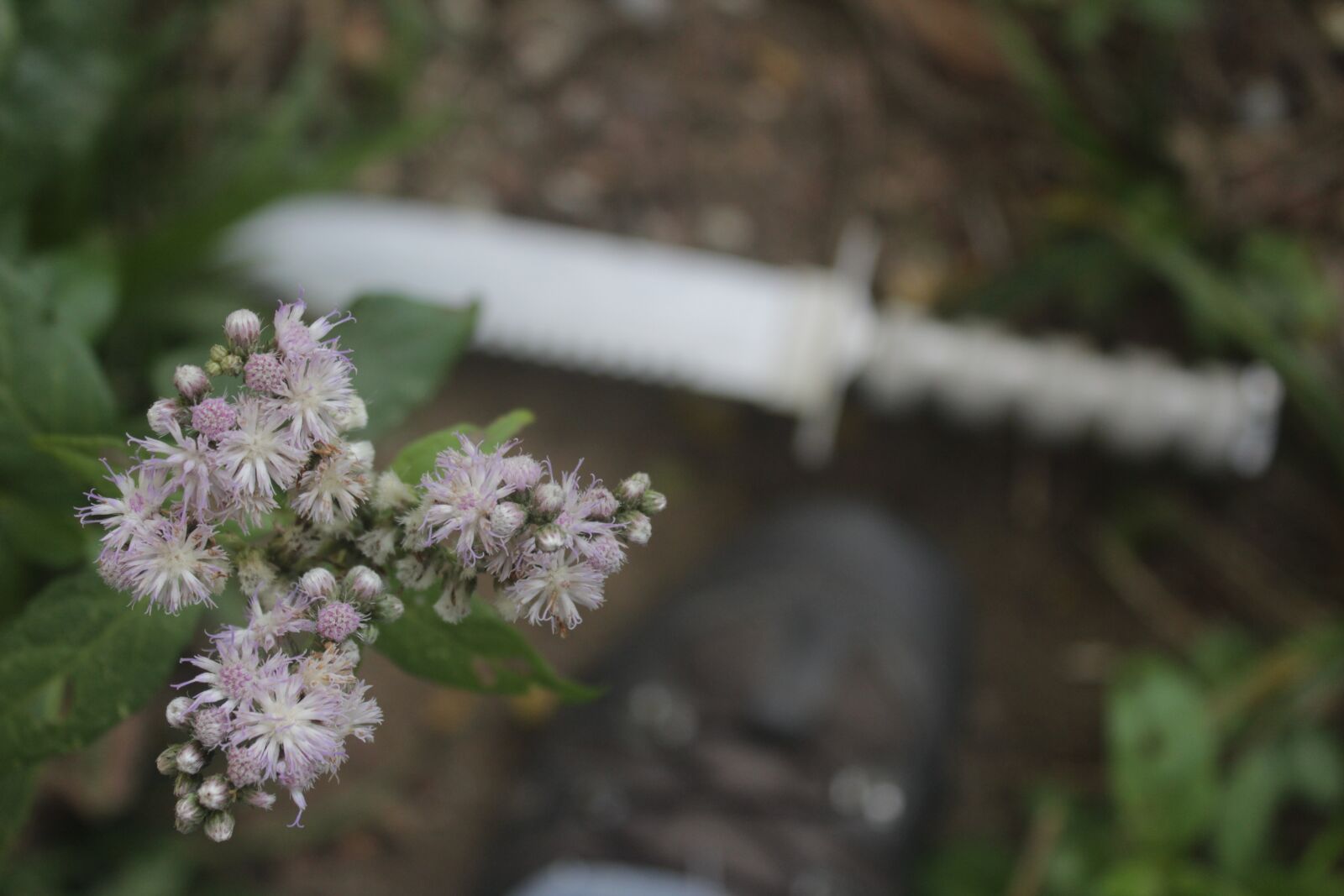 Canon EOS 1200D (EOS Rebel T5 / EOS Kiss X70 / EOS Hi) sample photo. Nature, plant, tree photography