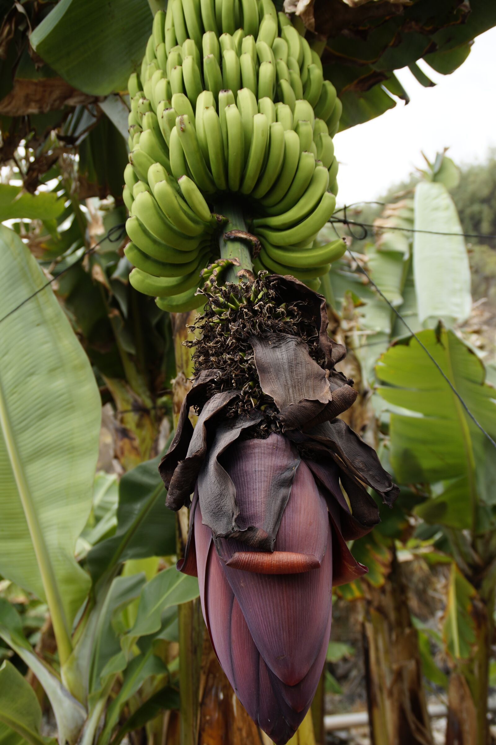 Sony SLT-A58 sample photo. Banana plantation, banana cultivation photography