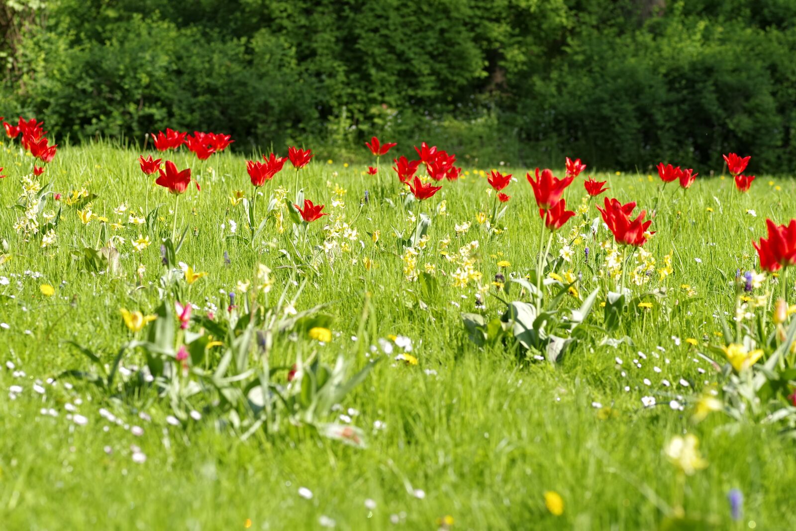 Pentax K-S2 sample photo. Meadow, fancy, floral photography