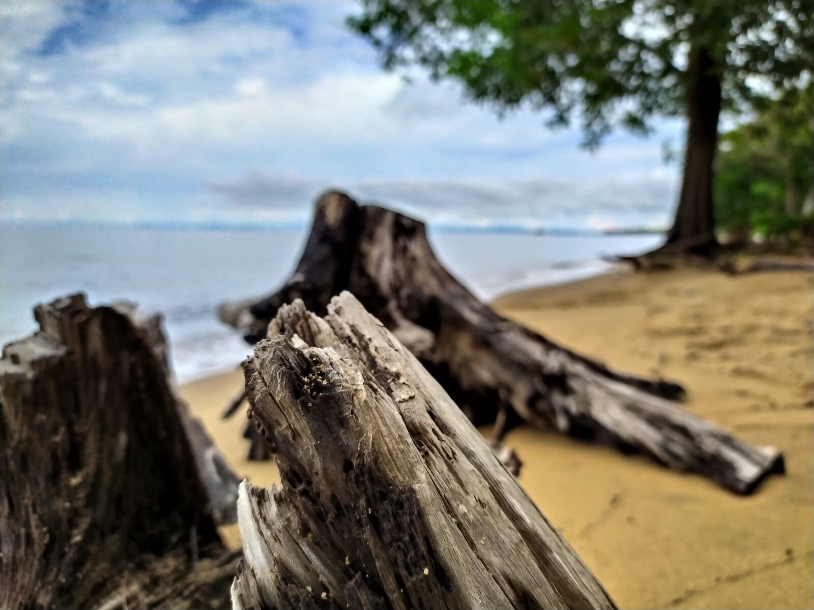 Xiaomi Redmi Note 7 sample photo. Beach, tree, sand photography